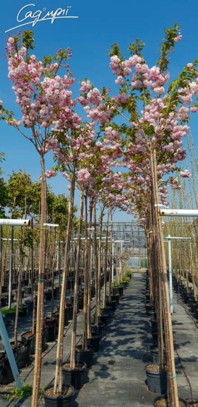 Сакура дрібнозубчаста 'Pink Perfection' #2, C32 10--12 300-350 St. 1/2 - 4