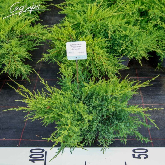 Можжевельник средний 'Pfitzeriana Compacta' - 2