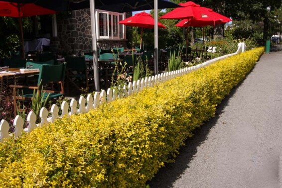 Бирючина овальнолиста 'Aureum' - 2