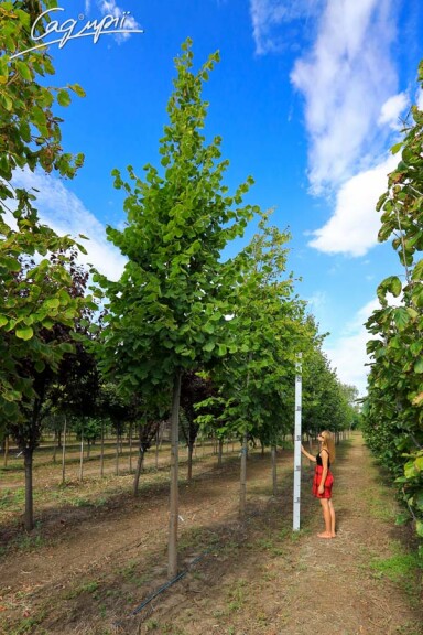 Липа крупнолистная - 3 Липа крупнолистная - 3