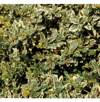 Бересклет форчуна 'Vegetus'