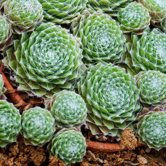 Молодило 'Spider 002' - 6