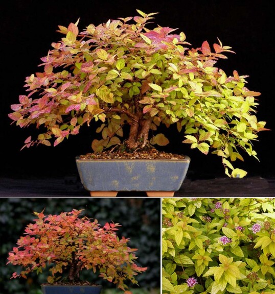 Спірея японська 'Goldmound' - 3