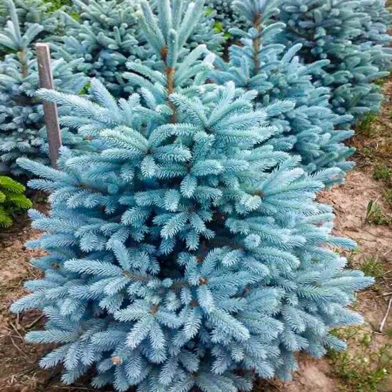 Ялина колюча 'Glauca Majestic Blue' #1, WRB - 100-125 - - 3