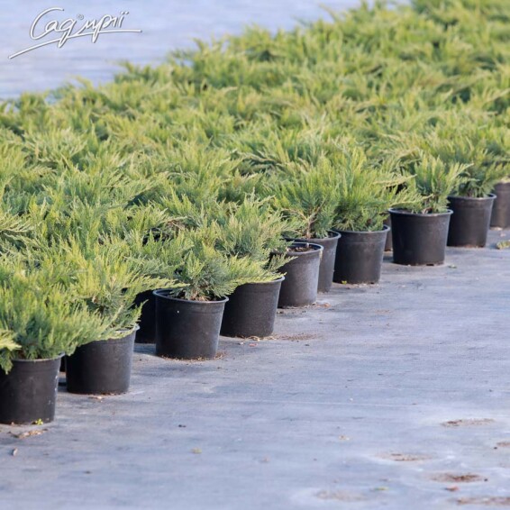 Можжевельник казацкий 'Tamariscifolia' #1, WRB 175-200 - 8