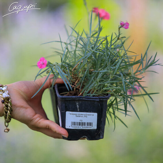 Гвоздика сірувато-блакитна 'Badenia' - 3