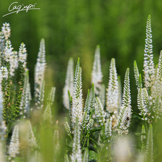 Вероника длиннолистная 'White' - 3
