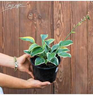 Хоста 'First Frost'