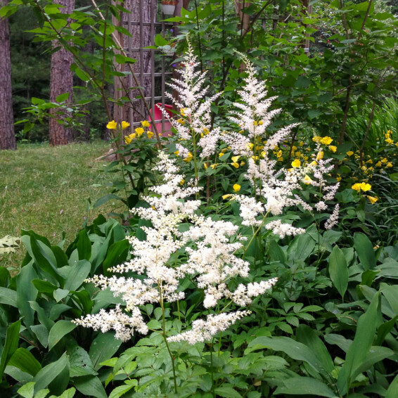 Астільба японьска 'Deutschland'® - 4