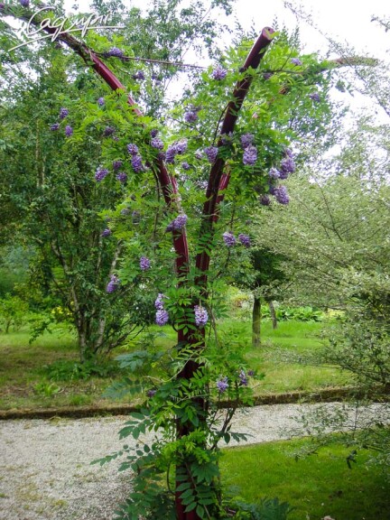 Гліцинія китайська - 2