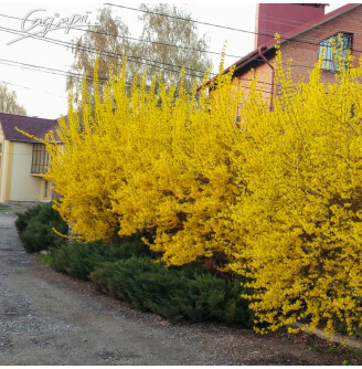 Форзиция средняя 'Spectabilis'