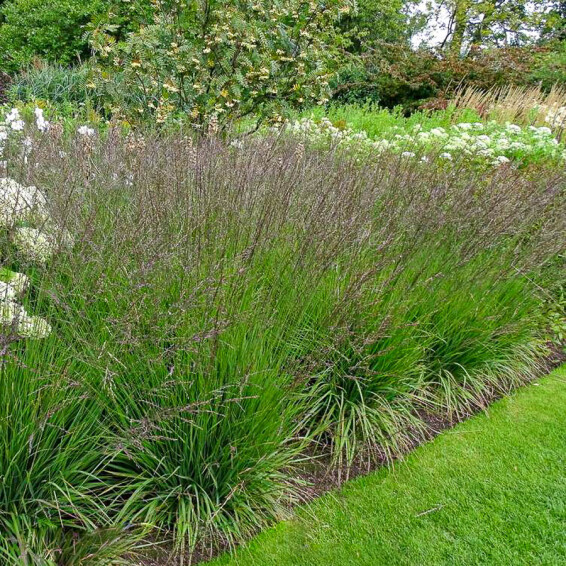 Молінія голуба 'Edith Dudszus' - 3