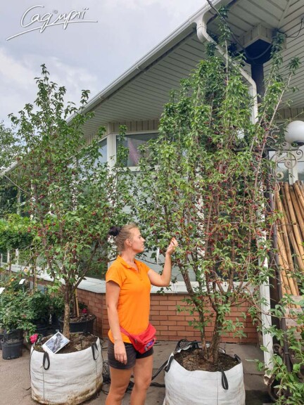 Кизил обыкновенный #1, WRB MST 350-400 - - 5