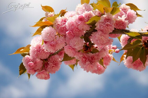 Сакура дрібнозубчаста 'Kiku-shidare' #6, С25 12--14 225-250 St. 225 - 1 Сакура дрібнозубчаста 'Kiku-shidare' #6, С25 12--14 225-250 St. 225 - 1