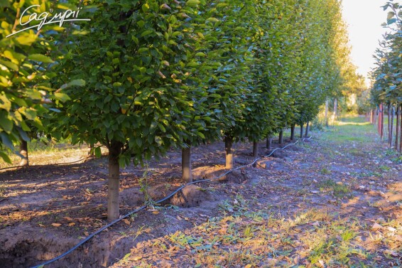 Граб звичайний 'Frans Fontaine' #2, WRB 600-700 без штамбу - 3 Граб звичайний 'Frans Fontaine' #2, WRB 600-700 без штамбу - 3