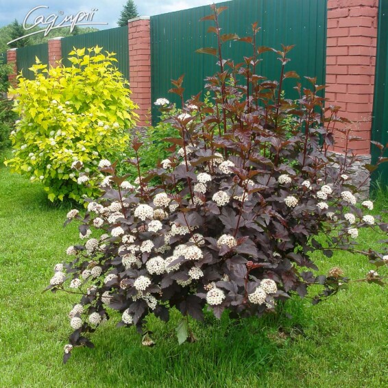 Пухироплідник калинолистний 'Lady in Red' ® - 2