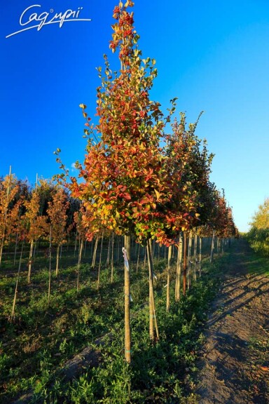 Глід сливолистий 'Splendens' #3, WRB 14--16 400-450 St. 160-180 - 9