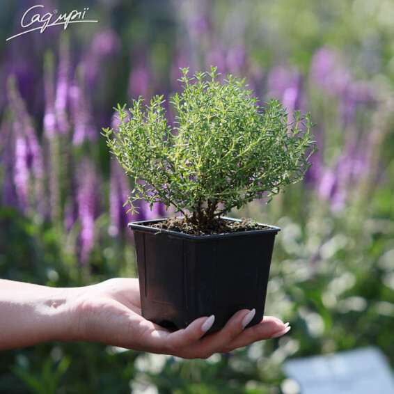 Тимьян обыкновенный 'Compactus' #1, p9 - - 3