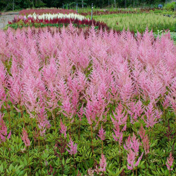 Астильба арендса 'Erika' - 3