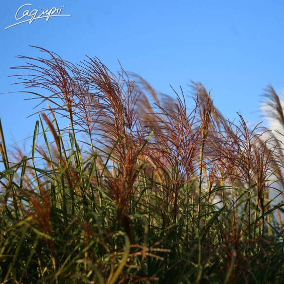 Міскантус китайський 'Red Chief' - 6