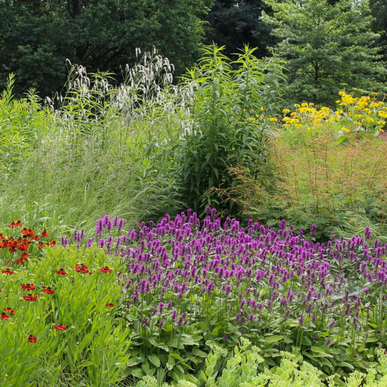 Чистець Моньє 'Hummelo', C3 - - 4