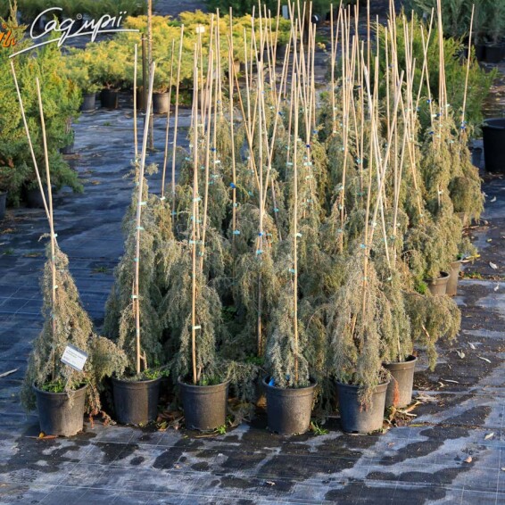 Ялівець звичайний 'Horstmann' #1, C20 150-175 - 4