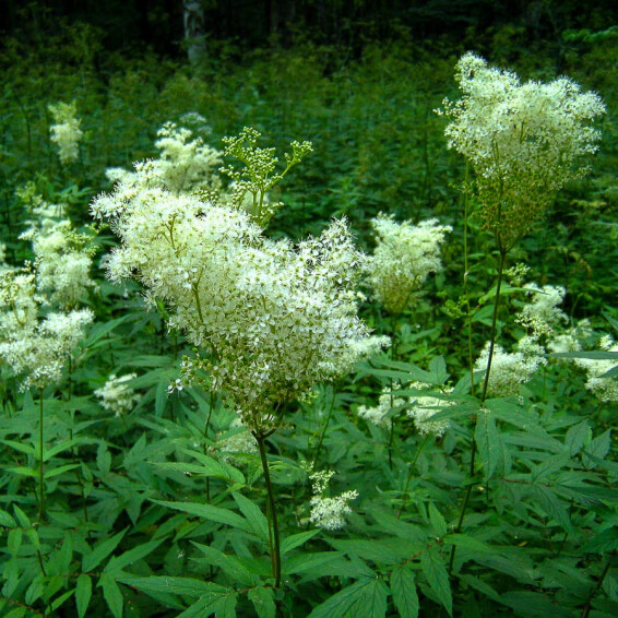 Лабазник пурпурный 'Elegans' - 5 Лабазник пурпурный 'Elegans' - 5