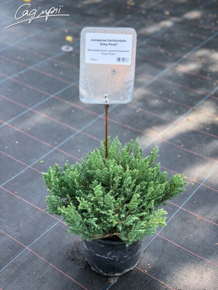 Ялівець горизонтальний 'Grey Pearl' - 6 Ялівець горизонтальний 'Grey Pearl' - 6