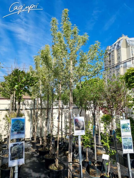 Клен ясенелистный 'Flamingo' - 2 Клен ясенелистный 'Flamingo' - 2