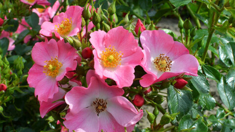 Квіти для серця: бордюрні троянди серії “Bee”