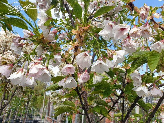 Сакура дрібнозубчаста 'Ukon' - 4