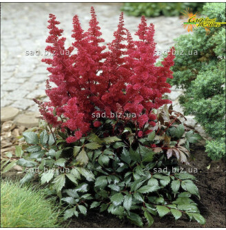 Астільба Арендса 'Etna'