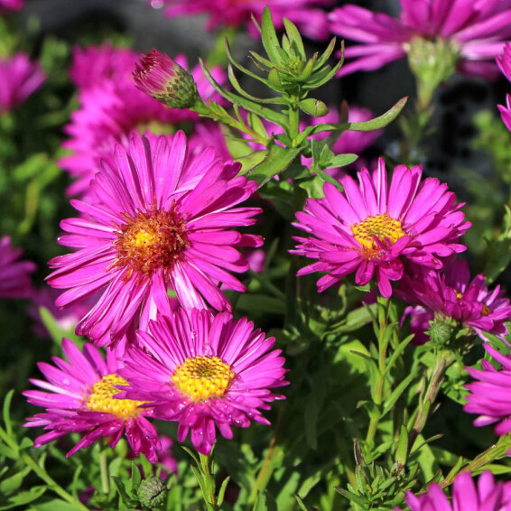 Айстра кущова 'Starlight' - 3