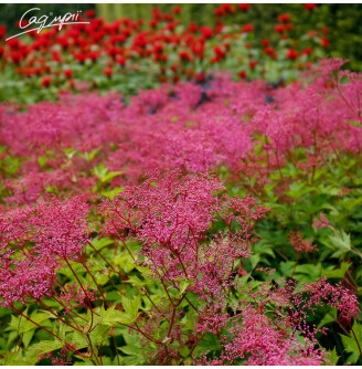 Лабазник в'язолистий 'Kahome'