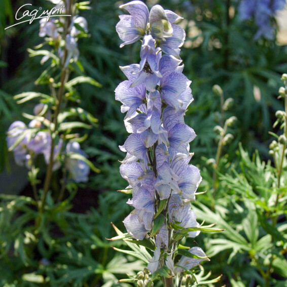 Аконіт клобучковий 'Stainless Steel' - 1