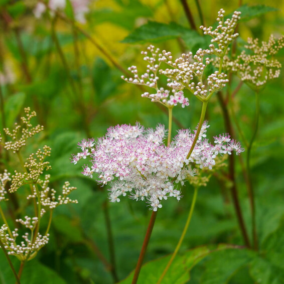 Лабазник пурпурный 'Elegans' - 1 Лабазник пурпурный 'Elegans' - 1