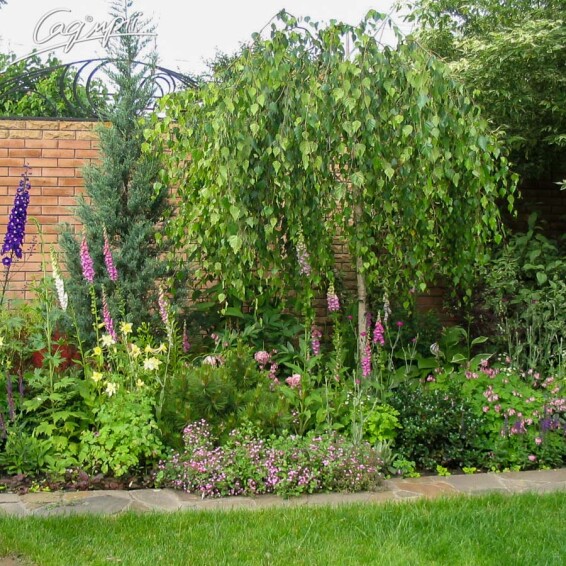 Береза плакуча 'Youngii', C60 12--14 - St. 180-200 - 10