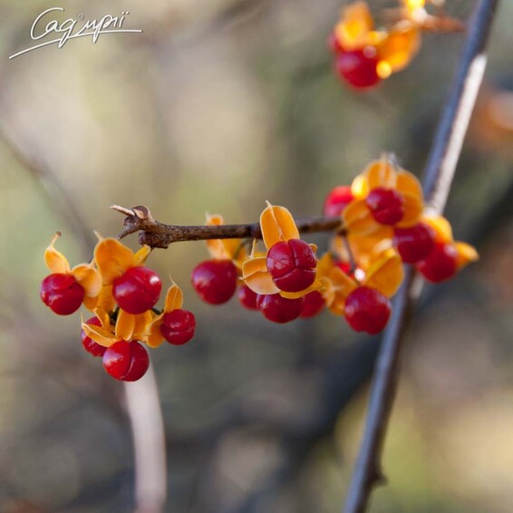 Целаструс круглолистий - 1