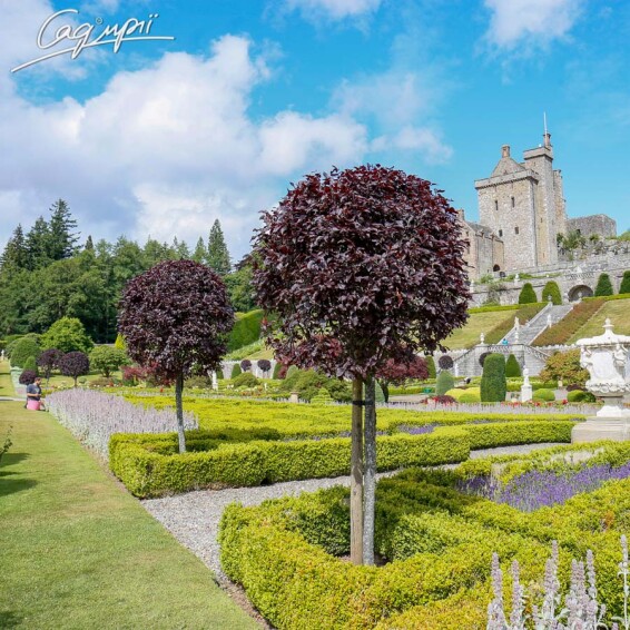 Слива розчепірена 'Pissardii' #24, WRB 25--30 500-600 St. 220-230 - 10