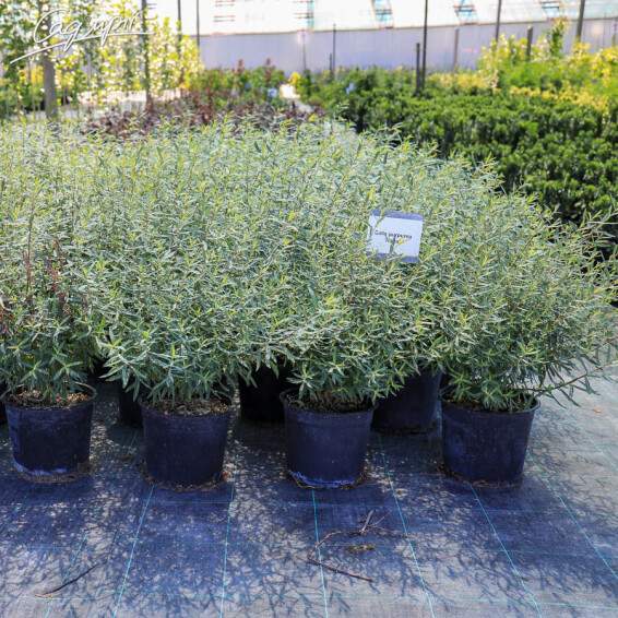 Верба пурпурна 'Nana' - 9