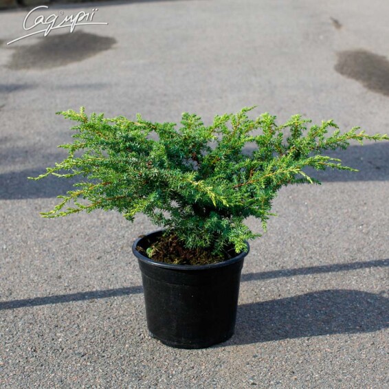 Можжевельник обыкновенный 'Barton' - 2