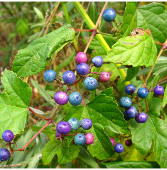 Виноградовник залозистий 'Elegans'