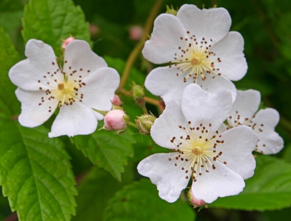 Роза многоцветковая - 1 Роза многоцветковая - 1