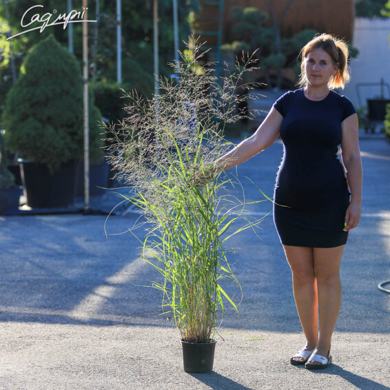 Просо прутьевидное 'Squaw' - 5