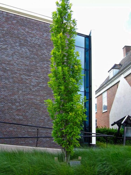 Дуб болотный 'Green Pillar' - 1