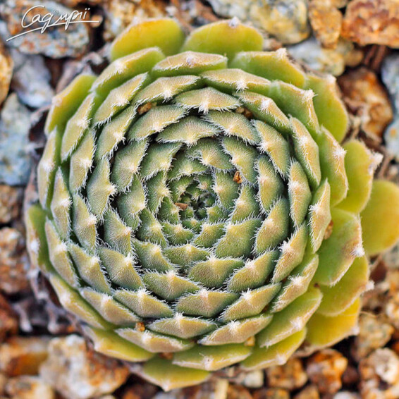 Молодило гибридное 'Hey Hey' #1, p9 - - 1