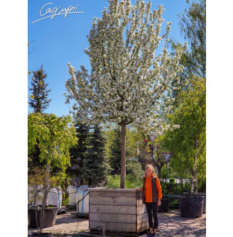 Яблуня 'John Downie'