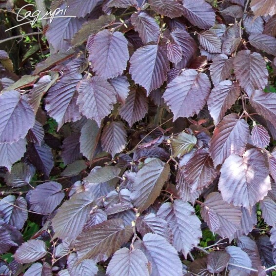 Лещина крупная 'Rode Zellernoot' (фундук) - 1