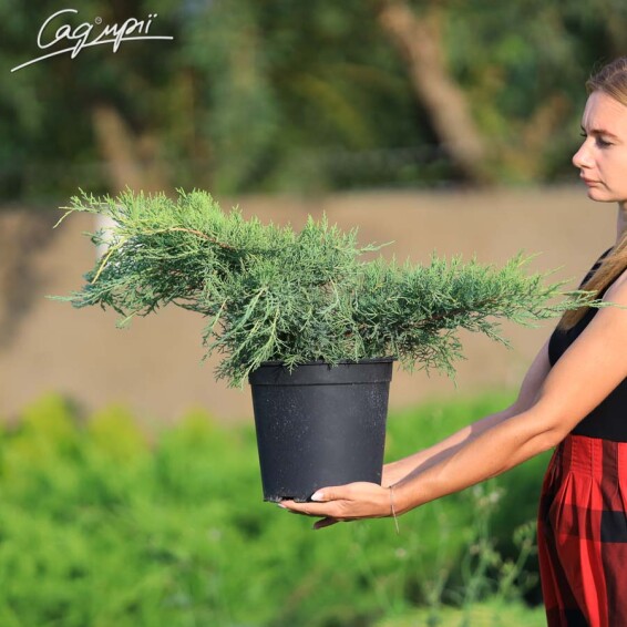 Можжевельник средний 'Pfitzeriana Aurea' #5, C7 - - 3