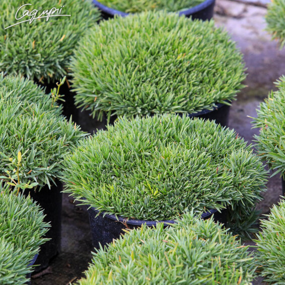 Гвоздика серовато-голубая 'Pink Jewel' #1, C2 - - 3 Гвоздика серовато-голубая 'Pink Jewel' #1, C2 - - 3